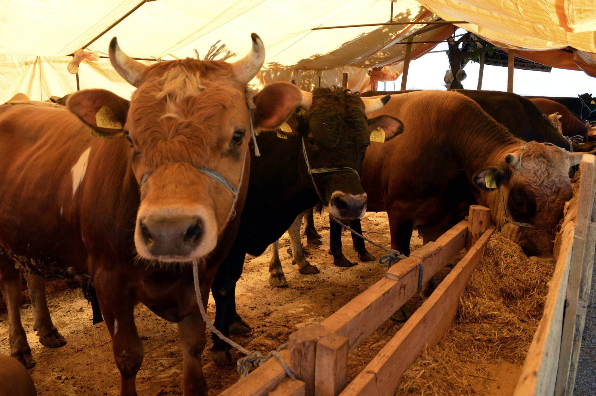 Yurt Dışı Büyük Baş Kurban