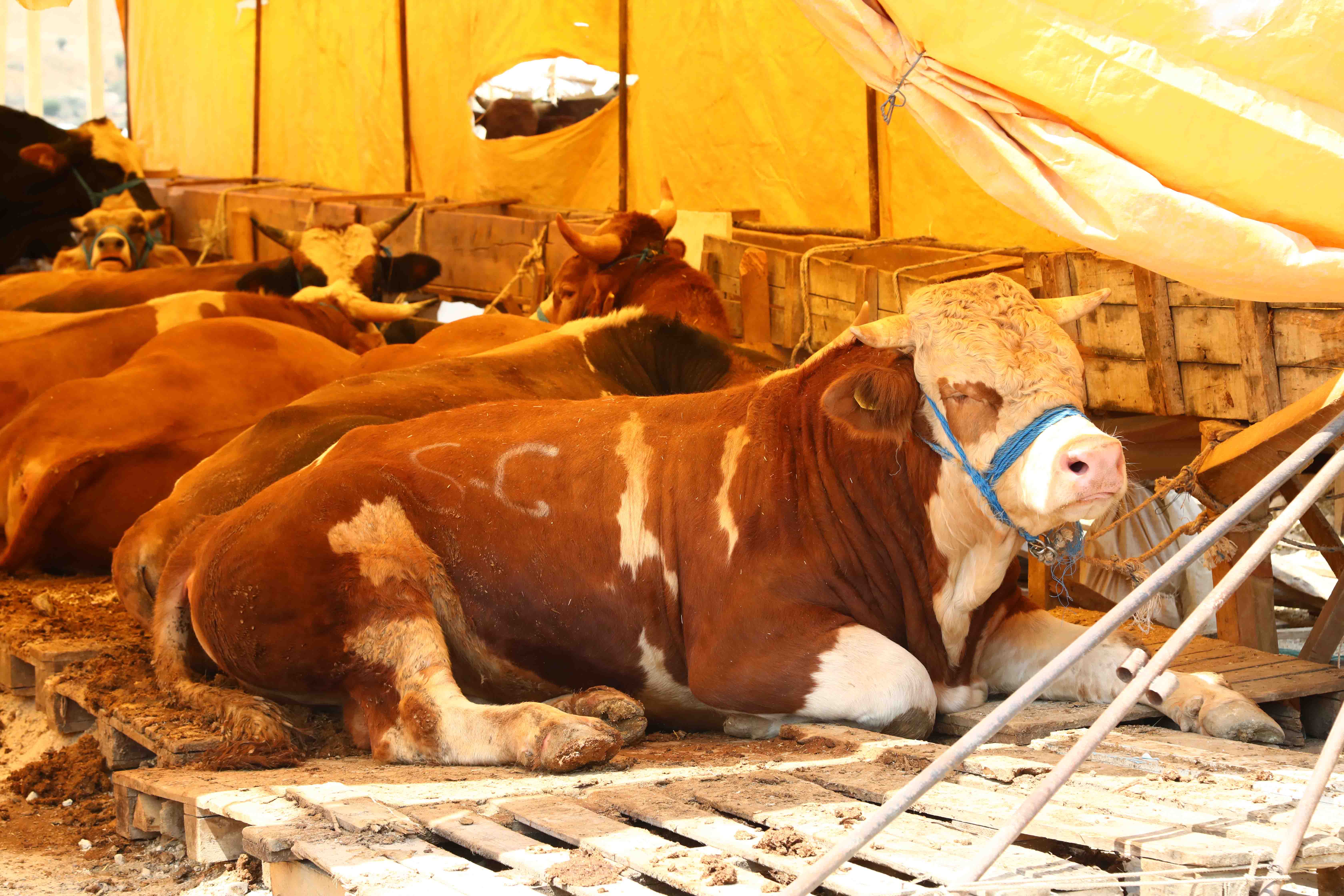 Yurt Dışı Kurban Hissesi Yurt Dışı Kurban Hissesi